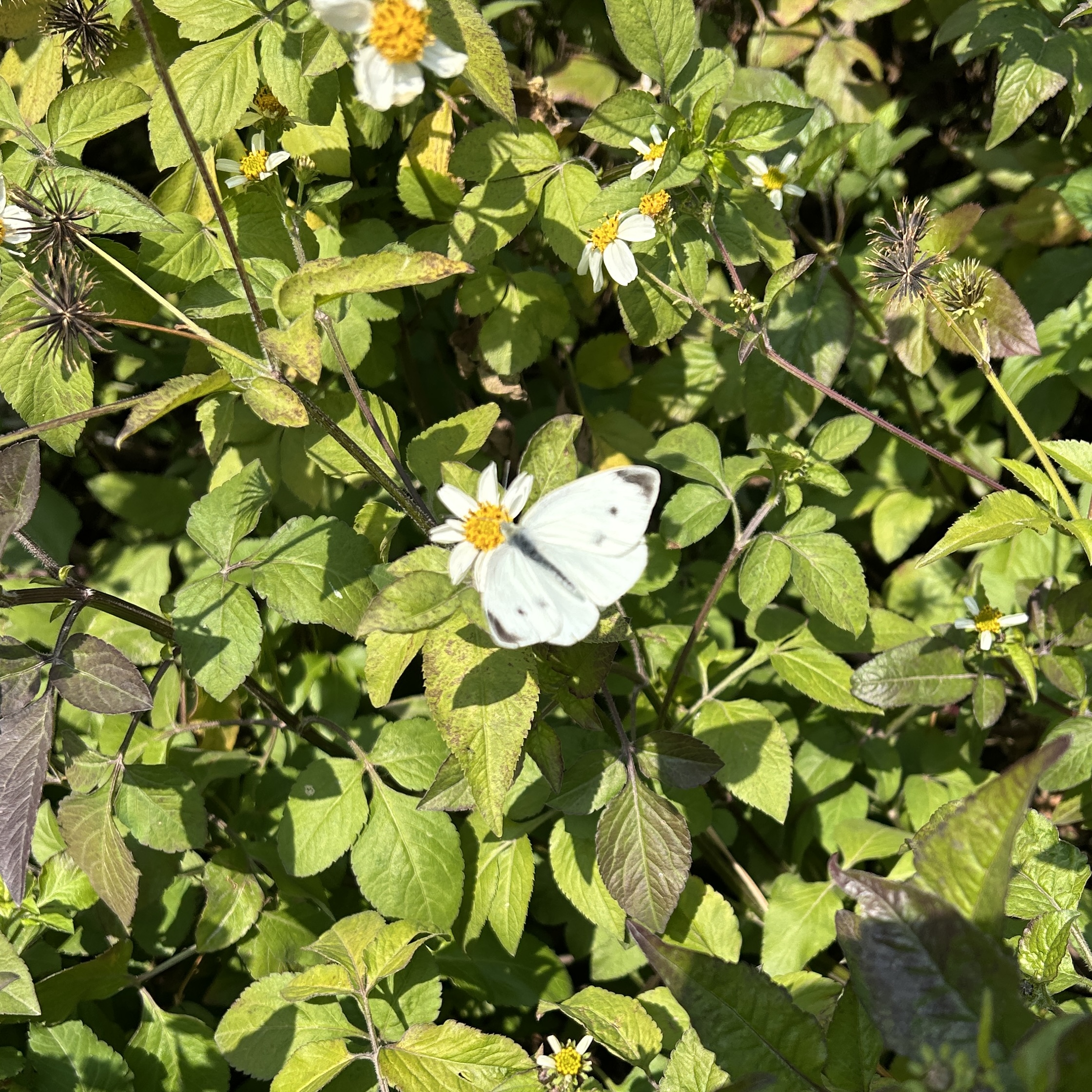 菜粉蝶